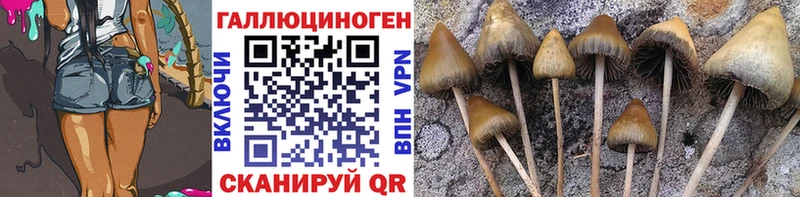 Купить  Буй  Псилоцибиновые грибы Psilocybe 